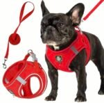 Kit de Arnés y Correa Paseo Confort